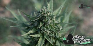 Mendo Breath strain marihuana: Opiniones y Efectos mendo breath strain