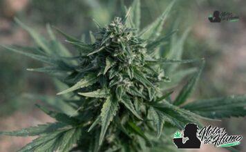 Mendo Breath strain marihuana: Opiniones y Efectos mendo breath strain
