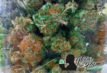 modified grapes strain