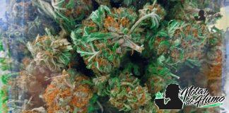 modified grapes strain