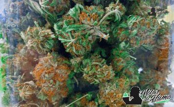 modified grapes strain