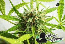Motorbreath strain