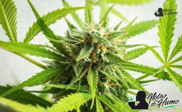 Motorbreath strain marihuana: Opiniones y Efectos Motorbreath strain