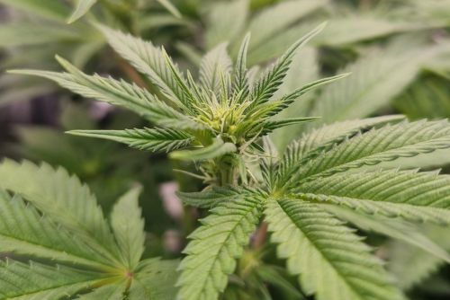 Motorbreath strain