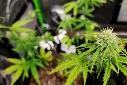 Black Runtz strain