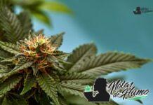 Mule Fuel strain marihuana: Opiniones y Efectos