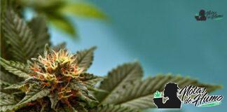 Mule Fuel strain marihuana: Opiniones y Efectos