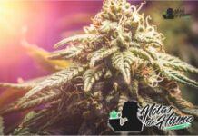Northern lights strain marihuana: Opiniones y Efectos Northern lights strain