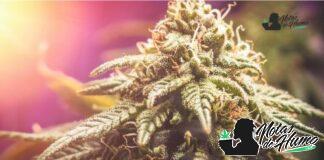 Northern lights strain