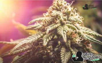 Northern lights strain
