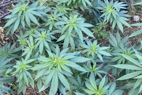 og kush strain