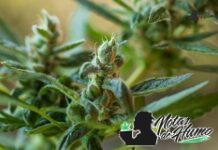 orange creamsicle strain