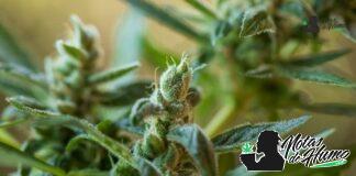 orange creamsicle strain