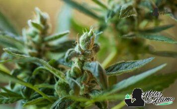 Orange Creamsicle strain: Opiniones y Efectos orange creamsicle strain
