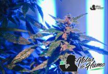 oreoz strain