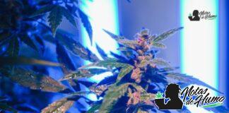 Oreoz strain marihuana: Opiniones y Efectos oreoz strain