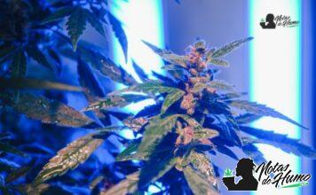 oreoz strain