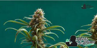Papaya strain marihuana: Opiniones y Efectos papaya strain
