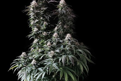 peanut butter strain