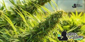 Peanut Butter Breath strain: Opiniones y Efectos peanut butter strain