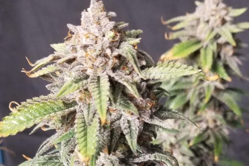 fruity pebbles OG strain