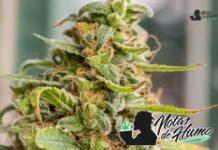 Pink Champagne strain