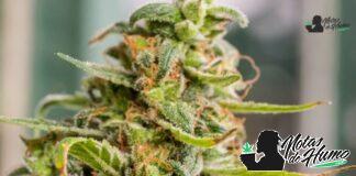 Pink Champagne strain marihuana: Opiniones y Efectos Pink Champagne strain