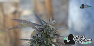 Pink Runtz strain marihuana: Opiniones y Efectos pink runtz strain logo