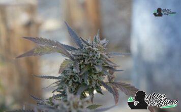 Pink Runtz strain marihuana: Opiniones y Efectos pink runtz strain logo