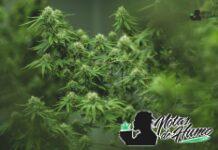 Cookies Kush strain: Opiniones y Efectos