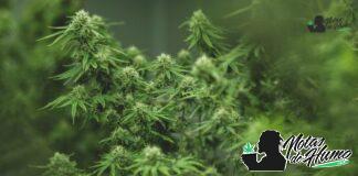 Cookies Kush strain: Opiniones y Efectos