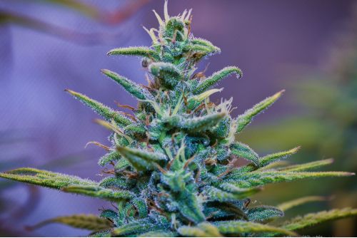 Strawberry Cheesecake strain