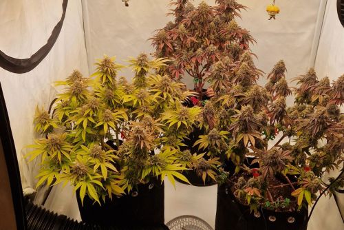 Afternoon Delight strain