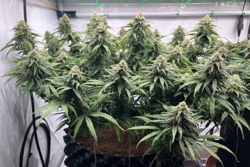 The White strain 