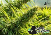 Pure Michigan strain