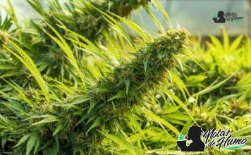 Pure Michigan strain marihuana: Opiniones y Efectos Pure Michigan strain