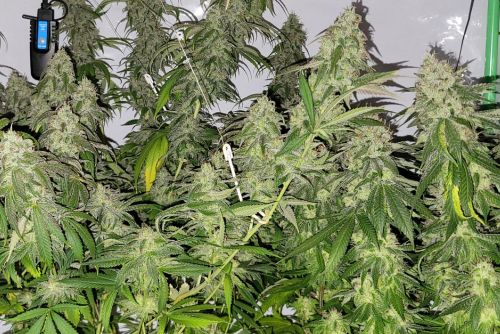 Pure Michigan strain