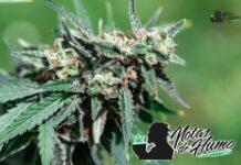Purple Churro strain marihuana: Opiniones y Efectos