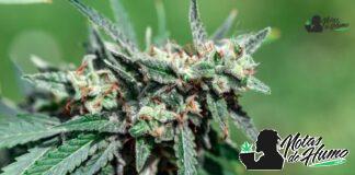 Purple Churro strain marihuana: Opiniones y Efectos