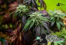 Purple Haze strain marihuana: Opiniones y Efectos purple haze strain