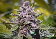 Purple Urkle strain