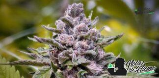 Purple Urkle strain marihuana: Opiniones y Efectos Purple Urkle strain