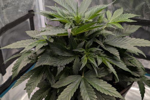 Purple Haze strain