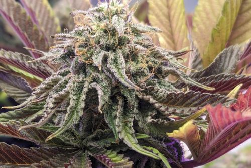 Purple Urkle strain