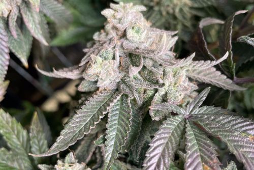 rainbow belt strain