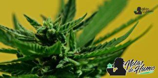 Rainbow Belts strain marihuana: Opiniones y Efectos rainbow belts strain