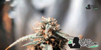 rainbow runtz strain