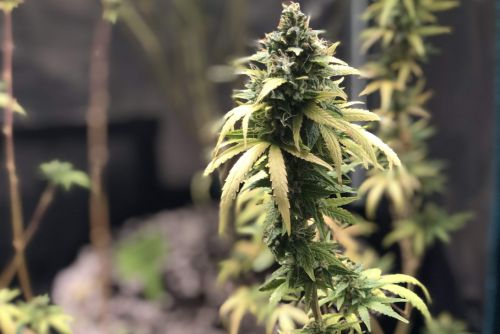 Rainbow Runtz strain
