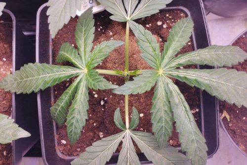 rainbow sherbet strain