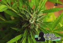 red velvel strain